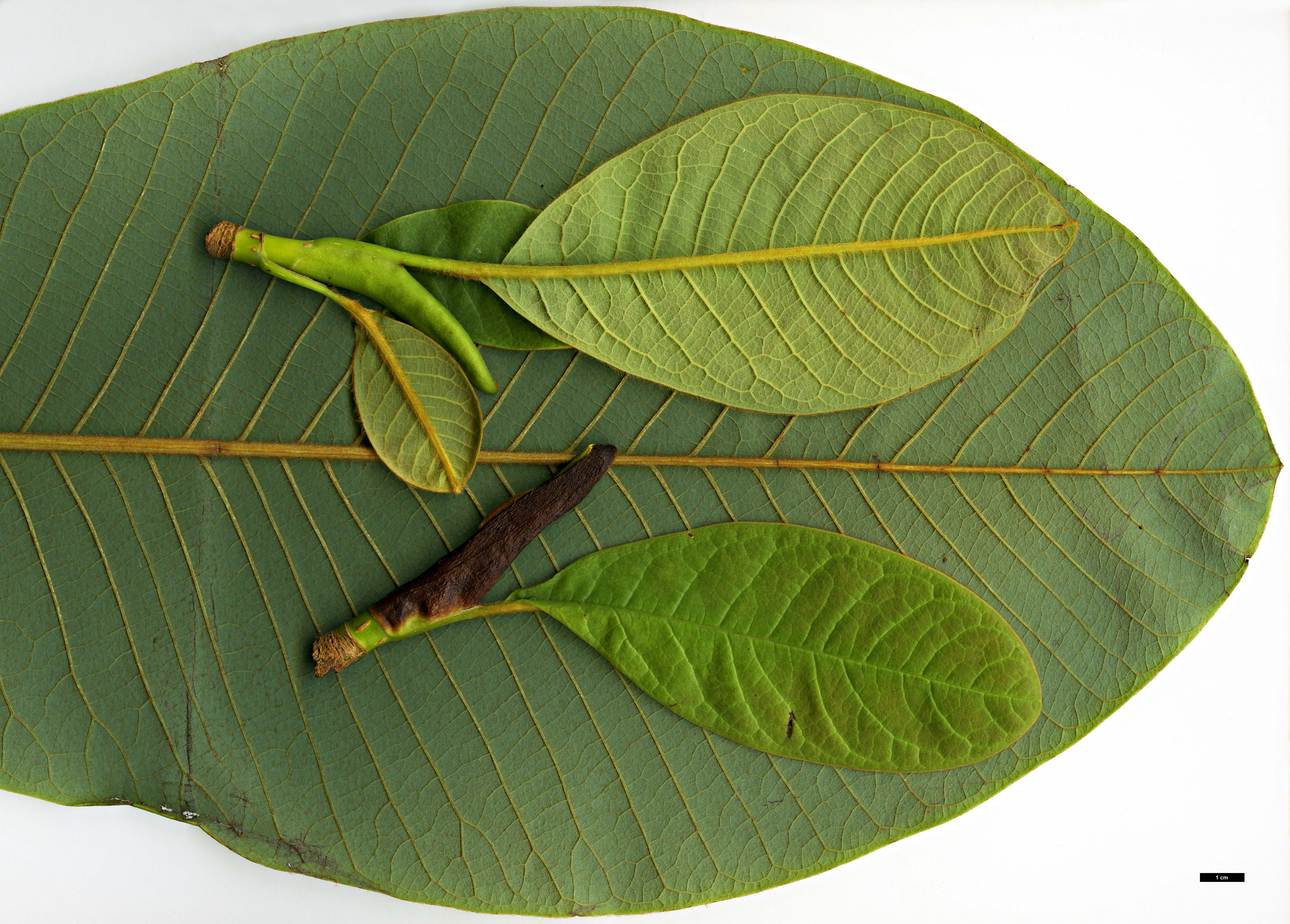 High resolution image: Family: Magnoliaceae - Genus: Magnolia - Taxon: rostrata